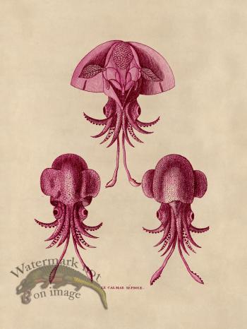 Octopus Pink 44